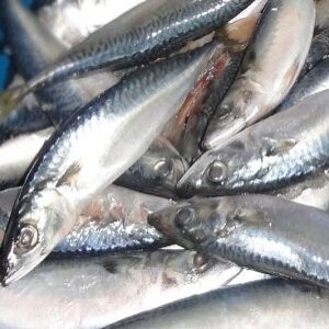 FROZEN MACKEREL FISH
