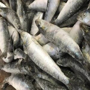 IQF Sardine