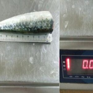 HGT Sardine