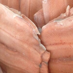 Salmon Trout