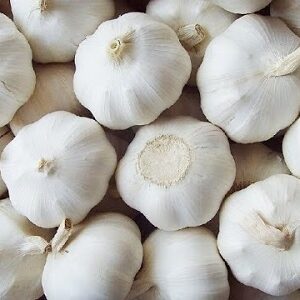 Fresh Garlic Root
