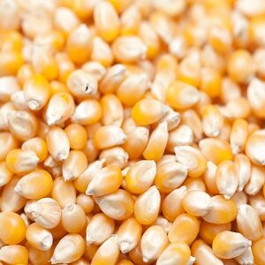 Yellow corn