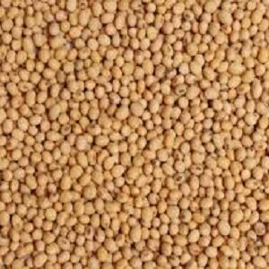 Sorghum