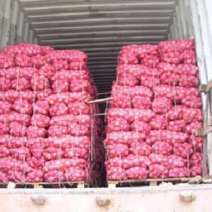 Fresh Onions