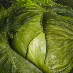 Fresh Cabbages
