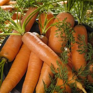 Fresh Carrots
