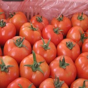 Fresh Tomatoes