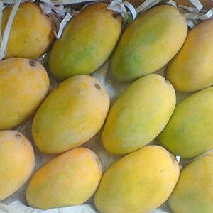 Fresh Mangoes